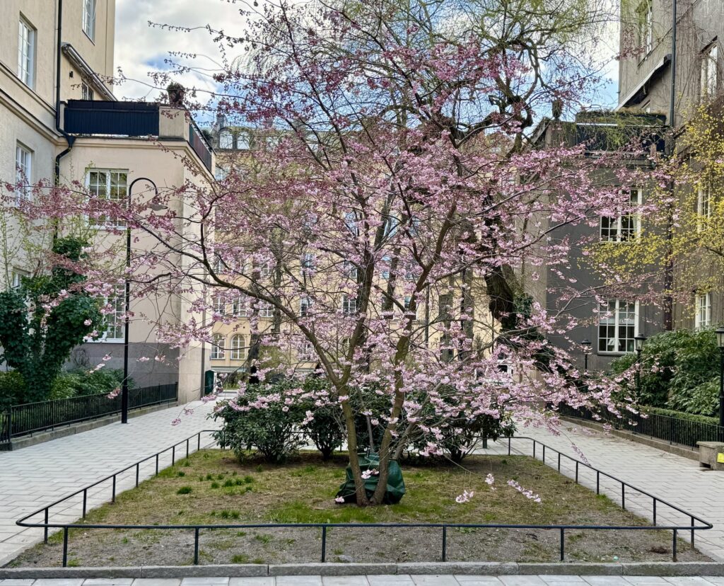 körsbär vår livskraft mindfulness massage